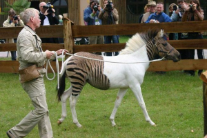 Zebroids: produkt ludzkiej innowacyjności Zebroids: produkt ludzkiej innowacyjności